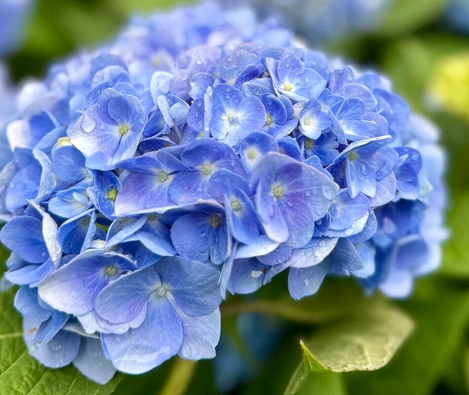 Full-service landscape maintenance scene including lawn care and plant upkeep.